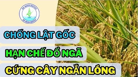Cách Xử Lý Lúa Cứng Cây Ngắn Lóng Và Giải Pháp Hạn Chế Đổ Ngã Mùa Mưa Bão