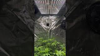 Day 7 #organic #bhfyp #cannabislife #high #love #shorts