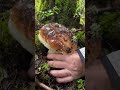 Big BOLETUS EDULIS #boletus #funghi #porcini #seta #cogumelo #mushroom #ciuperci #pilze