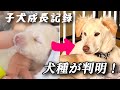【総集編】保護犬子犬の成長記録/珍しい犬種が入ってました！