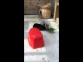 Bunnies