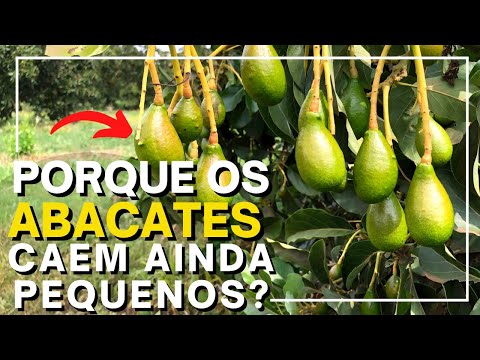 Vídeo: Meu abacate está perdendo frutas - razões para queda prematura de frutas em árvores de abacate