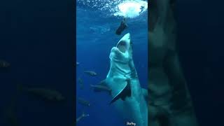 Biggest Shark Shark Status