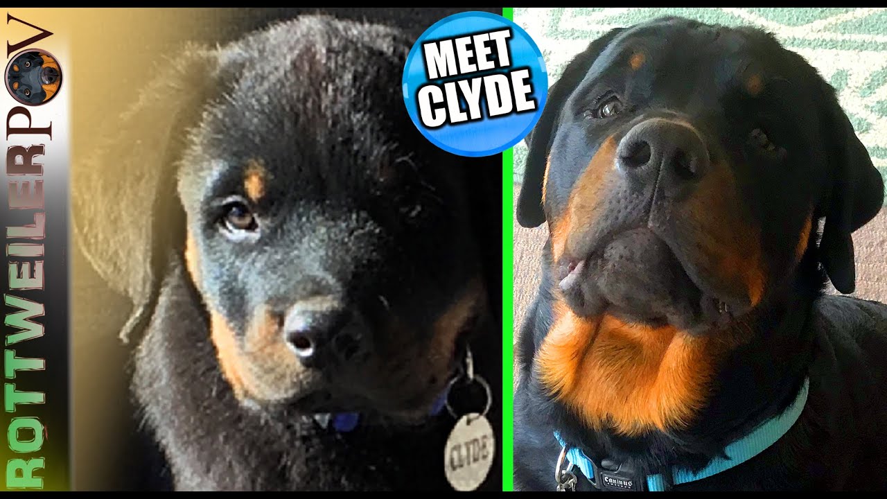 Two Rottweilers Barking Rottweilers Barking, Playing, and Growling. Cute Dog Noises - YouTube