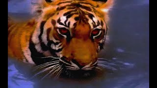 Cyrus Nyx - Earn Yuh Stripes (Official Lyric Video)