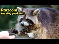 Raccoon as Pet: Do RACOONS make good PETS?