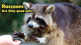 Raccoon as Pet: Do RACOONS make good PETS?