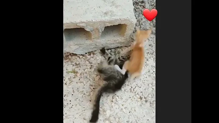 Watch the video about Baby cats - Cute and Funny Cat videos compilation #8 / Aww Animals /baby cat shorts #shorts #cat