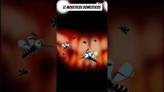 Le Mousticus Domesticus