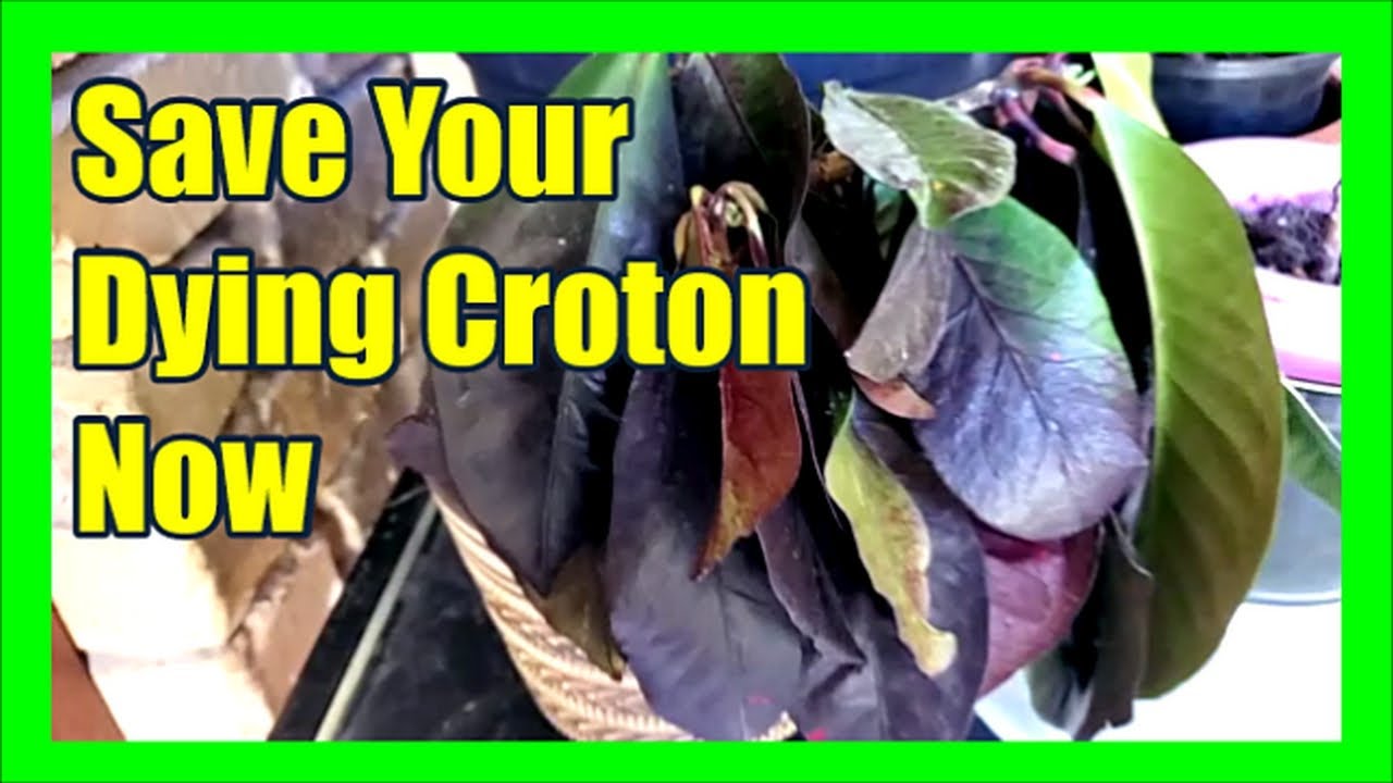 How to Revive a Dying Croton How To Save Overwatered Dying Croton