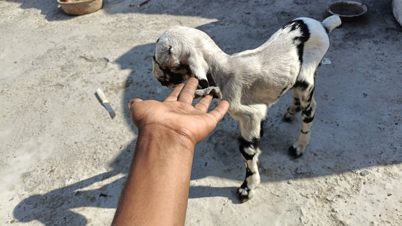 Best quality ke bakre🐐🐐🐐🐑🦙🐐