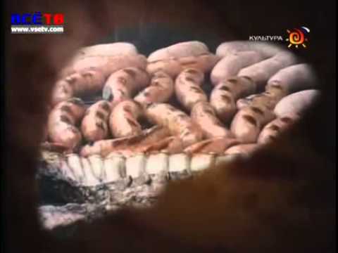 желчный пузырь.flv