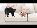 Funny cats part6if u love cats give follow or like