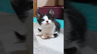 'Notice Me!' Adorable Rescued Kitten Tries to Win Over Resident Cat  Compilation #shorts
