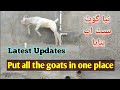 My Goat Setup || Planning Goat Setup || How to make a goat setup.