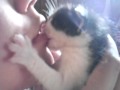勘違い子猫