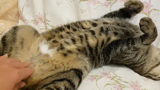 Bratty cat is demanding belly rubs
