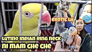 #grotto petmarket#lutino indian ring neck nila mam rachel#blue indian ringneck#exotic long cat