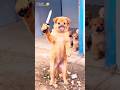 Paw-some moments 😂 #dogsofinstagram #funnydogs #shortsfeed #shorts