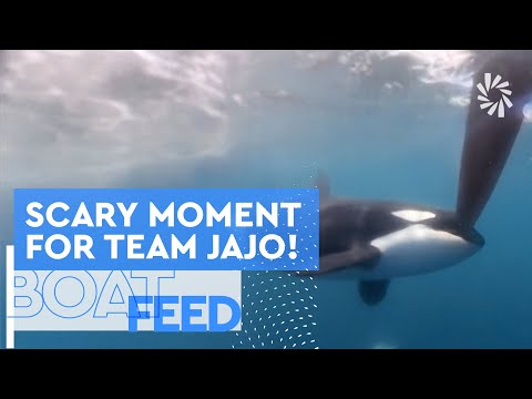 ORCA ENCOUNTER AT GIBRALTAR FOR TEAM JAJO | The Ocean Race