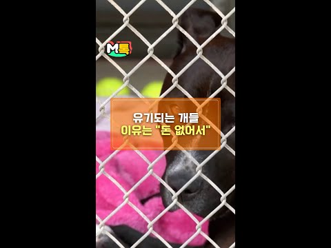 유기되는 개들 이유는 &amp;quot;돈 없어서&amp;quot; [shorts]