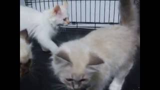 Birman kittens by zanadubirmans1 464 views 7 years ago 1 minute, 38 seconds