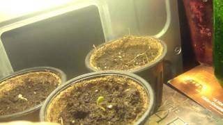 pc grow box