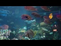 Silverton Casino Aquarium ~ Las Vegas, NV - YouTube