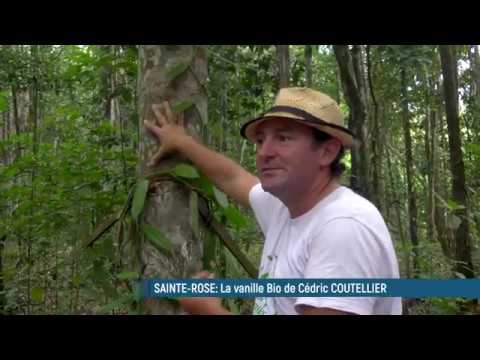 La culture de la vanille en Guadeloupe