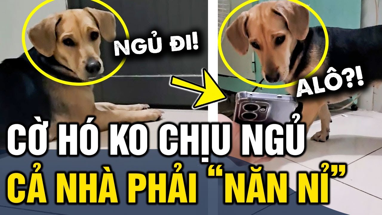 Thấy cờ hó nằm đợi 'CẬU CHỦ' suốt đêm KHÔNG NGỦ, cả nhà phải 'GỌI GẤP' để giải trình | Tin 3 Phút