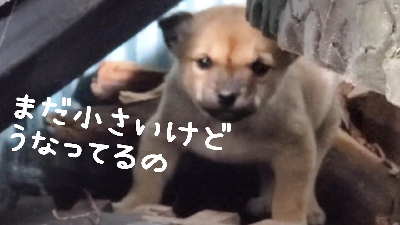 隠れていた野犬の子犬を、愛犬たちも協力して保護するまでの様子🐺 21.03.2025