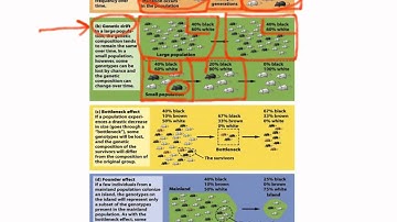 APES CH 5 Evolution by random processes