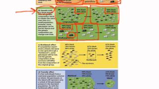 APES CH 5 Evolution by random processes