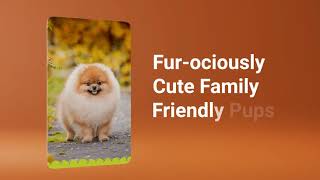 🍂  Fall Into Puppy Love At Petland Knoxville by Petland Knoxville 48,028 views 3 years ago 17 seconds