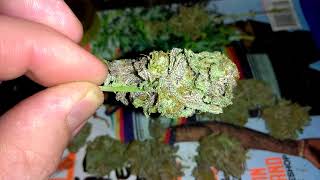 Dank budporn, My kind of medicine 👍💨🔥🔥
