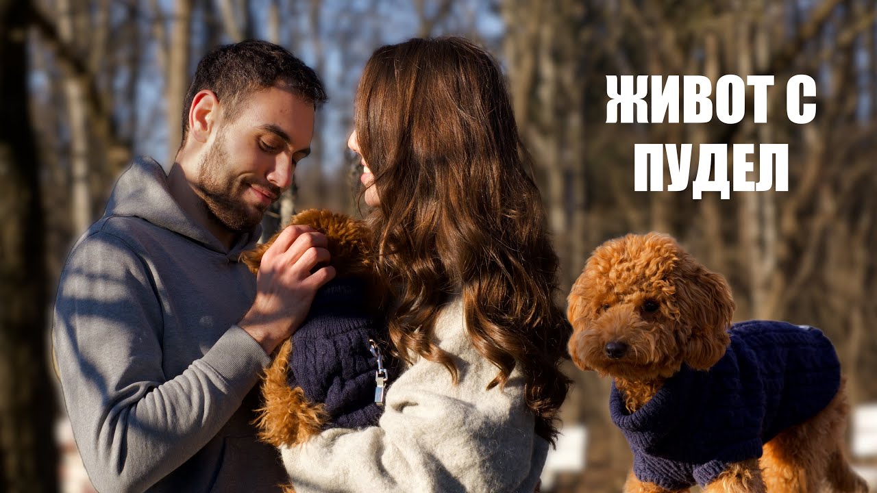 Пудел на 6 месеца - обучение, хигиена и пубертет