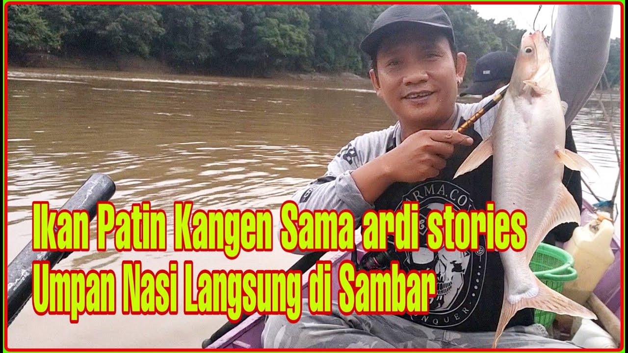 mancing patin umpan nasi | mancing ikan patin kalimantan