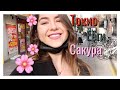 Шпионим за ЯПОНЦАМИ || Токио, парк Ёёги, цветение сакуры