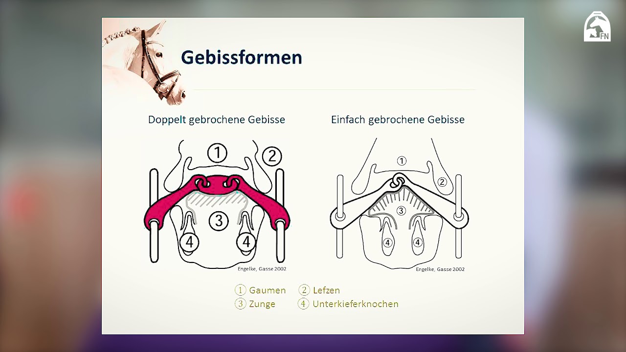 Gebiss Für Junges Pferd