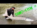 RIVER MONSTERS ARE REAL!!!! ------Non-stop Leaping Sturgeon!!