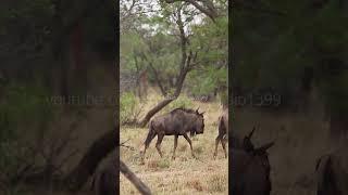 Download Lagu Witness the Majesty: Wildebeest Walking Through the Wild Grasslands MP3