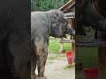 大象也有自己的美食小吃攤 🐘｜A Food Stand Just for Elephants in Thailand!