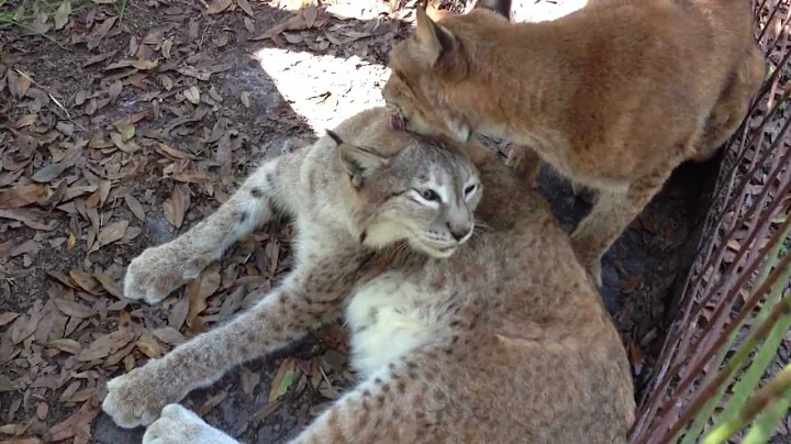 Video 651231: lynx bengal cat, siberian lynx, tiger leopard lion