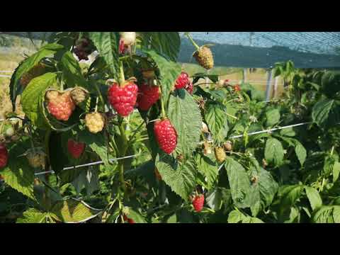 Малина мапема, обзор плодоношения
