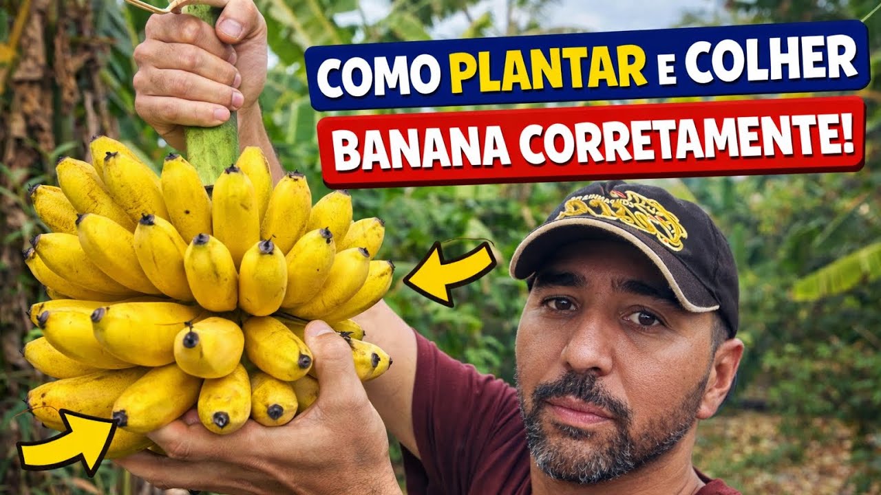 O jeito CERTO de colher banana que ninguém te contou! 