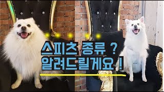 [스피츠] 아메리칸에스키모독 과 제패니즈스피츠 의 차이점 ? / 스피츠 키우기