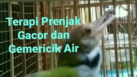 Terapi Prenjak Lumut Macet Bunyi,Stres ,Suara Prenjak Lumut Jantan Gacor dengan Gemericik Suara Air.