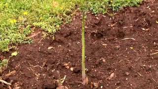 Growing Asparagus