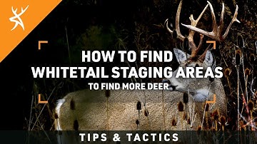Find Staging Areas to Find More Deer