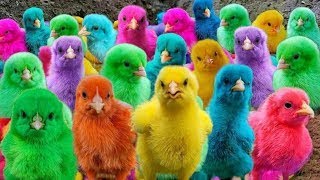 World Cute Chickens, Colorful Feathers, Rainbow Chickens,and Adorable Ducks 🌍💰🦆